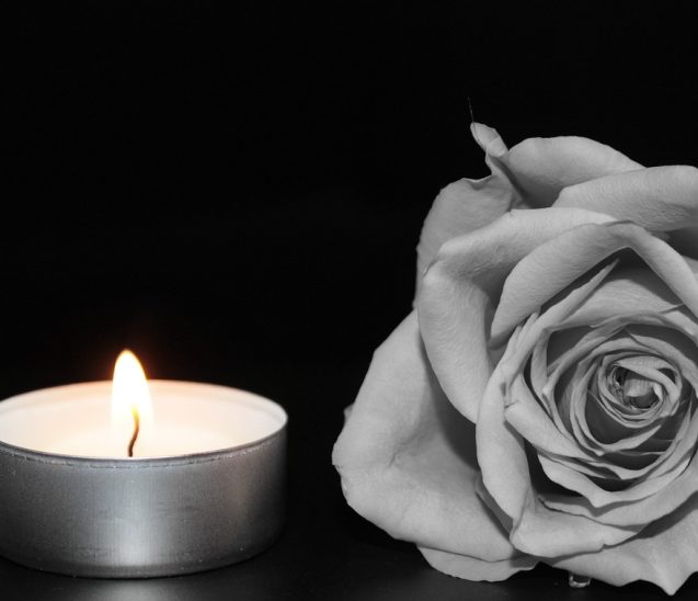 rose, blossom, bloom
